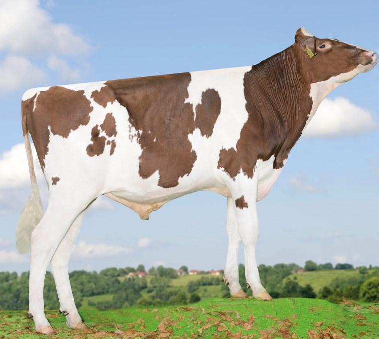 Ergebnisse der Zuchtwertschätzung 2015 Wenig Neues gibt es im rotbunten Holsteinbereich, was die nachkommengeprüften Bullen betrifft.