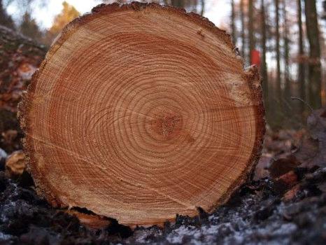 Die Jahresringe Wann kann man die Jahresringe erkennen? Wenn ein Baum gefällt wird und man sich anschließend die entstandene Schnittstelle ansieht, erkennt man Ringe im Holz.