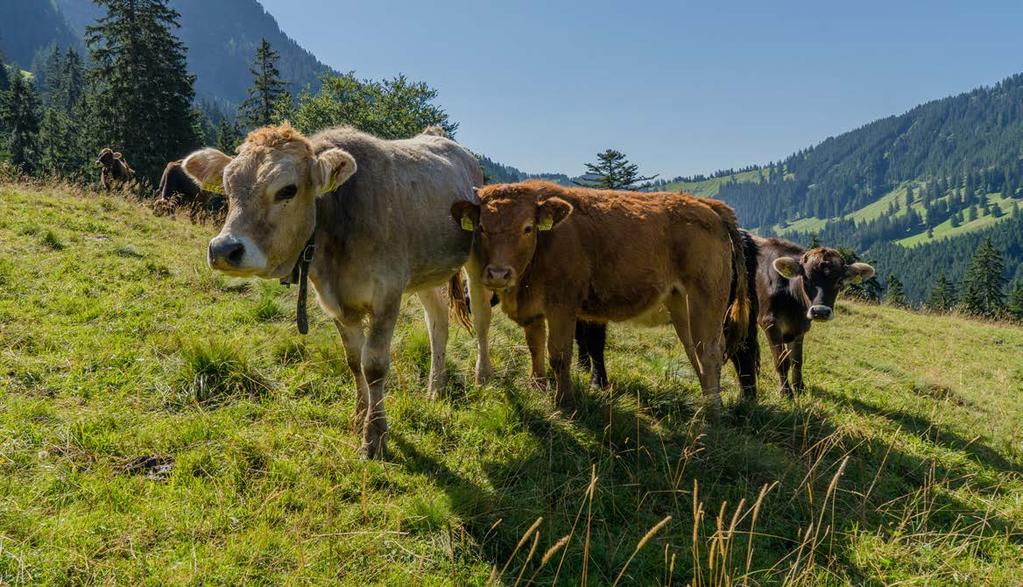 Ende 2016 stammten 87 % unserer dauerhaft gelisteten Frischfleischartikel aus der Schweiz, davon 100 % unseres Rind-, Kalb- und Schweinefleischs.