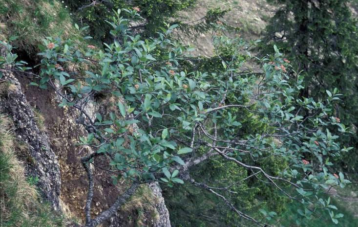 Die Gattung Sorbus in Süddeutschland Norbert