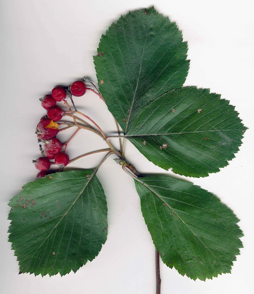 S. pannonica Hahnenkamm Blätter leicht gelappt, zugespitzt:
