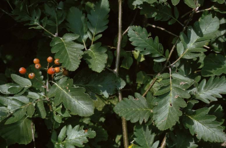 Sorbus hybrida - Gruppe (S. aria agg. S.