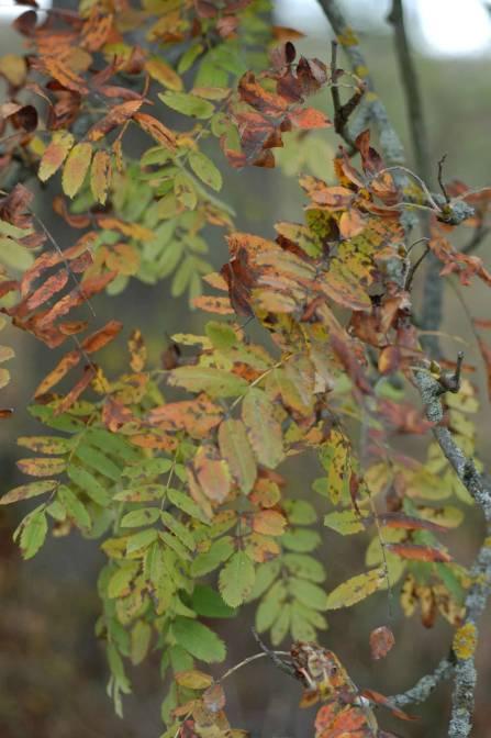 Untergattung Cormus: Speierling - Sorbus domestica L.