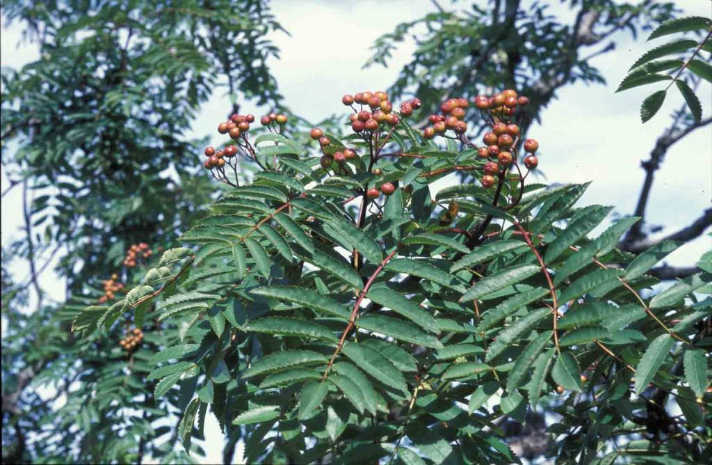 Untergattung Sorbus: Eberesche - Sorbus aucuparia L. Diploid, sexuell, formenreich, zwei ssp. in Mitteleuropa: ssp. aucuparia, ssp.