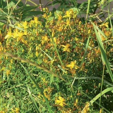 JOHANNISKRAUTCREME Wie kaum eine andere Pflanze ist das Johanniskraut mit der Sonne assoziiert, dessen Kraft sie an den längsten Tagen des Jahres aufnimmt, um sie in den dunkleren Tagen des Winters