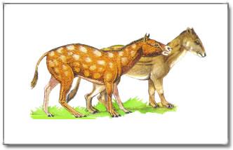 Der Eohippus Die Evolution des Pferdes setzte vor mehr als 60 Millionen Jahren auf der Erde ein. Der Eohippus war das erste Pferd in der Evolutionslinie, es war etwa 25 cm groß.