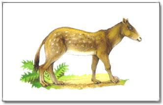 Der Mesohippus Der Mesohippus war die nächste Evolutionstufe des Pferdes. Er lebte vor 26 bis 40 Millionen Jahren im Oligozän. Der Mesohippus war jetzt ca. 45 cm groß und deutlich schwerer.