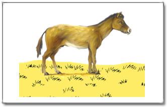 Der Merychippus Der Merychippus entwickelte sich vor ungefähr 20 Millionen Jahren Der Merychippus war deutlich größer als der Miohippus, er hatte eine Größe von circa 90 cm.