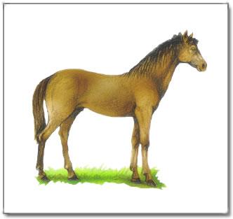 Der Equus Vor etwa 250 000 Jahren, im Pleistozän hatte der Equus fast das gegenwärtige Aussehen des heutigen
