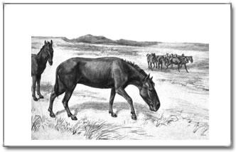 In dieser Zeit starben im heutigen Amerika die Pferde, aus bisher unerklärten Gründen völlig aus.