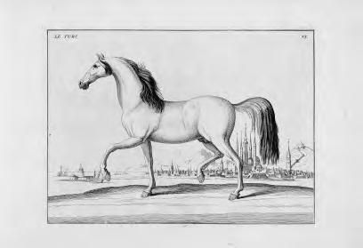 Реферат: History Of The Saddlebred Essay Research Paper