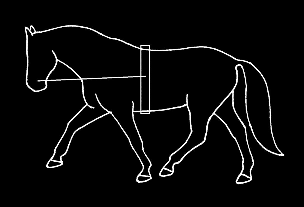 (Grafik: Ulrike Thiel) 66 Bevor Ausbinder eingesetzt werden, sollte das junge Pferd am Kappzaum geradege richtet (also entsprechend der Zirkellinie) longiert werden können, sollte die diagona len
