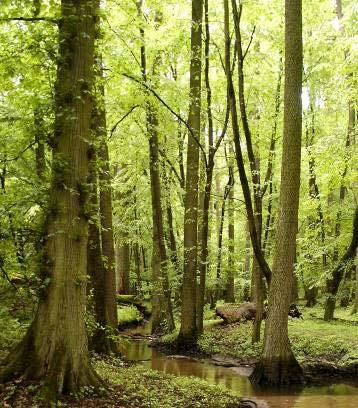 Waldbesitzes Kein dauerhaftes Gleichgewicht in Ökosystem möglich Klimaveränderungen bringen neue Schadstoffe und Erreger Begründung für eine %tuale Unterschutzstellung fehlt