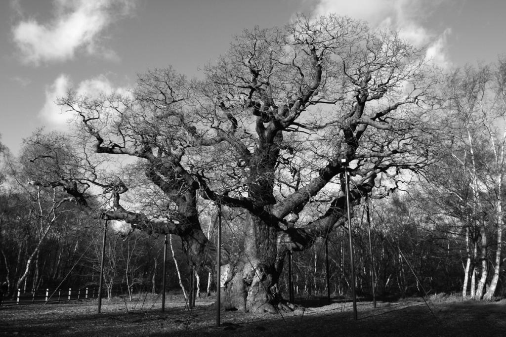 3 SHERWOOD FOREST History tells us that there has been woodland here for the last 10,000 years. Many of the trees are more than 600 years old!