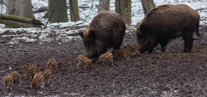 Jagdliche Strategien Die Schwarzwildbejagung hat revierübergreifend stattzufinden (Abstimmung bei Anlage von Kirrungen, Abfährten, Bewegungsjagden).