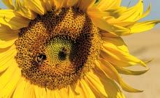 LANDWIRTSCHAFT UND BIENE Eine lebenswichtige Partnerschaft Gesunde Bienen gesunde Menschen.
