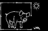 In der Einstiegsstufe (ein Stern) bekommen die Schweine Stroh oder ein anderes geeignetes Material zur Beschäftigung. An heißen Tagen muss es möglich sein, den Stall zu kühlen.