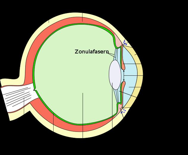 Aufbau des menschlichen Auges Sichtbares Licht: 380-780 nm Licht durch