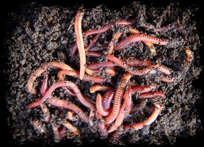 Kompostwürmer (Eisenia fetida) Wurmkompostjauche Wurmkomposter Mit den Kompostwürmern können Sie Ihren eigenen Wurmkompost starten, ohne viel Platz zu benötigen.