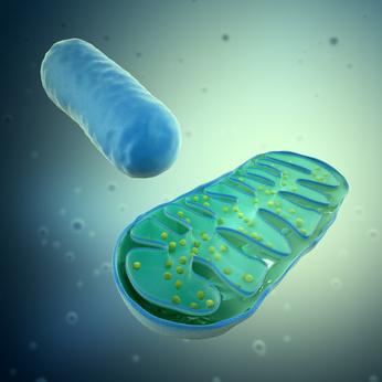 α-globin- Präzipitate Störung der Mitochondrien