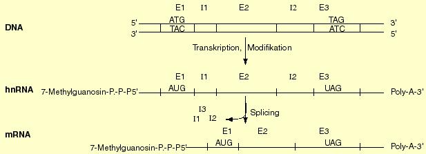Eukaryotic messenger RNA (mrna) Insult-Variant Das primäre Transkript erhält durch Übertragung von GTP und Methylierung von Guanin in Position 7 eine Cap-Struktur am 5'-Ende und einen poly-a-schwanz