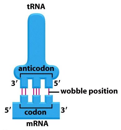 System components trnas + aminoacyl-trnas activation of amino
