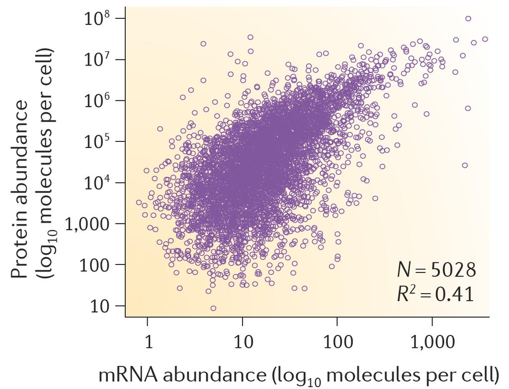 Why study translational control? Relationships between mrna and protein abundances, as observed in large-scale proteome- and transcriptomeprofiling experiments.