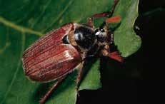 Bekämpfung: Runner AMERIKANISCHE REBZIKADE Die Amerikanische Rebzikade (Scaphoideus titanus) ist ein neuer Schädling, der 2004 das erste Mal in der Südoststeiermark gefunden wurde.
