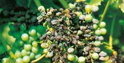 Befallene Gescheine sterben frühzeitig ab, junge Beeren wachsen bei Befall nicht mehr weiter, bleiben hart und vertrocknen.