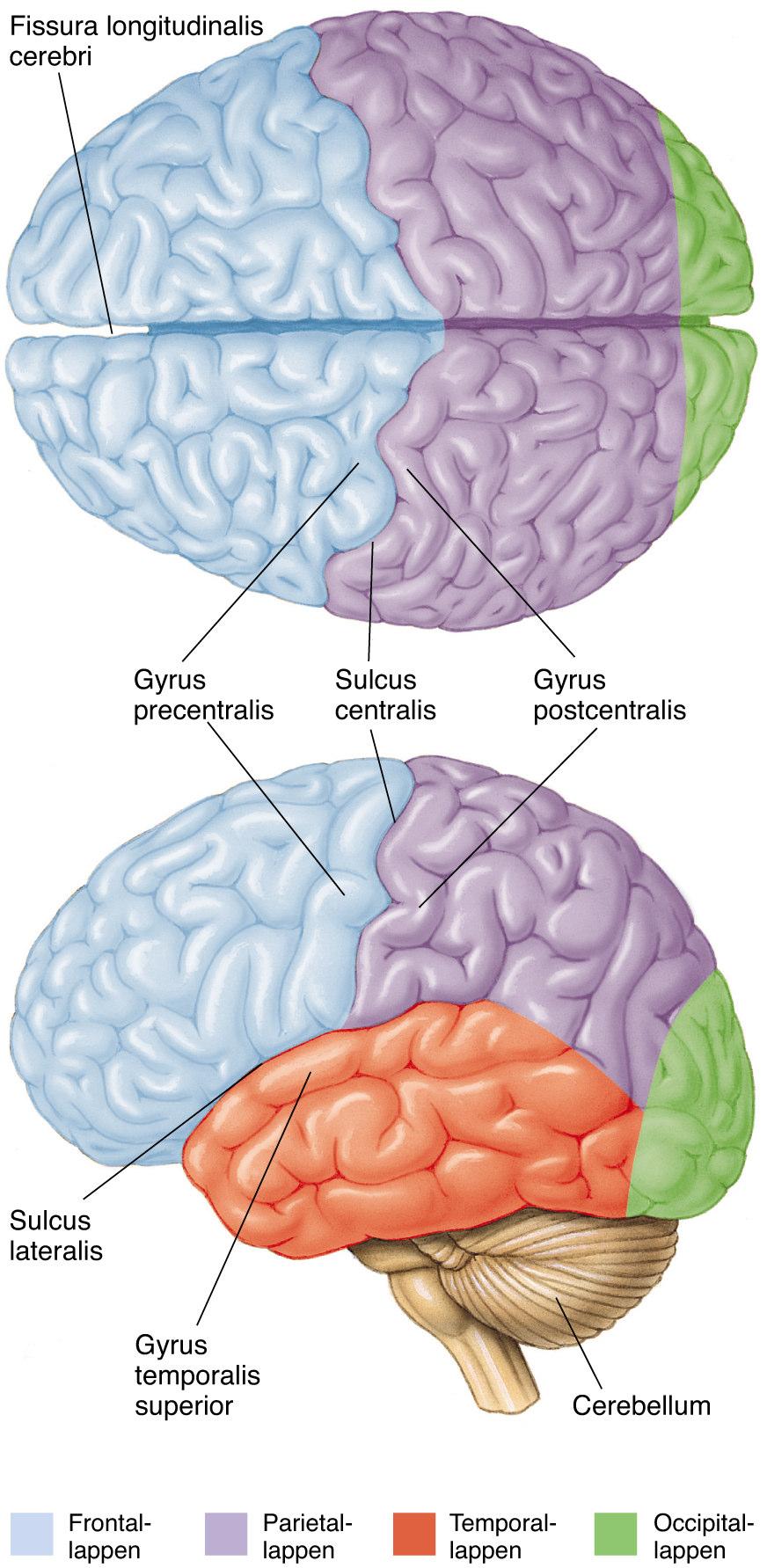 2) Heschl-Gyrus ist tendenziell rechts größer (oft gibt es rechts sogar 2 Gyri!