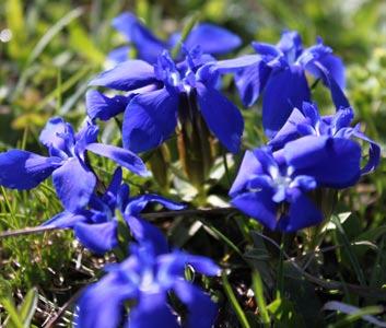 Die Flora im Frühling Alpen-Soldanelle Soldanella aplina Die Alpen-Soldanelle Huflattich Tussilago