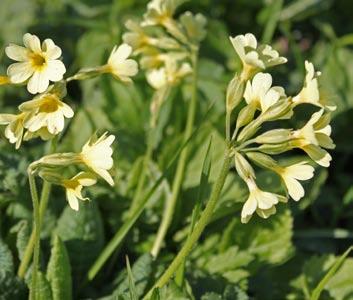 Frauenmantel Alchemilla vulgaris Hohe Schlüsselblume Primula eliator Frauenmantel (Alchemilla) Die