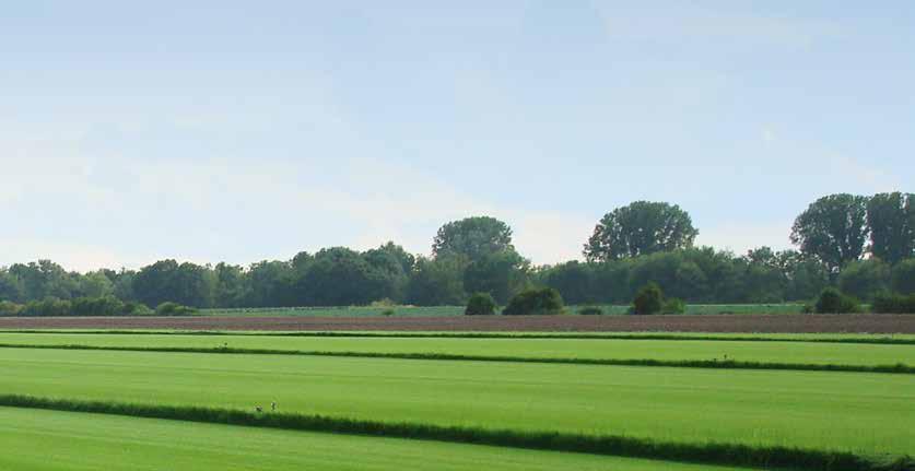 Im Handumdrehen eine grüne Oase Fertigrasen ist die effektivste und qualitativ beste Möglichkeit der Flächenbegrünung.