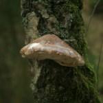 Der Birkenporling wächst ausschliesslich auf Birken. Er lebt als Parasit an Stämmen von Birken und erzeugt dort die Braunfäule. Er kann eine Grösse von bis zu 20 cm erreichen.