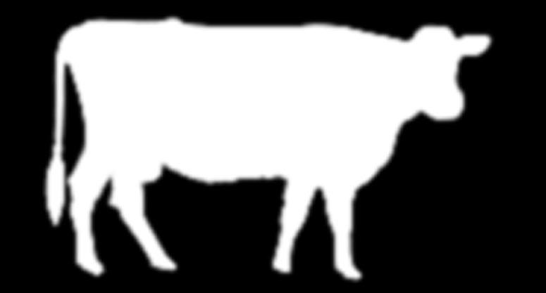 Hochland-Kühe, Zucht-Kühe, Molke-Kühe, Stadt-Kühe, Haus-Kühe, deutsche Kühe, norddeutsche Kühe, Holsteiner Kühe, kleine Kühe, gute Kühe sowie weitere Fellfarben wie bunt, schwarz-bunt,