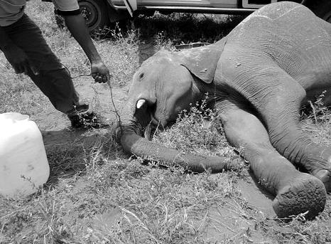 Elefantenschutz in der Maasai Mara NABU International in Afrika Natur kennt keine Grenzen.