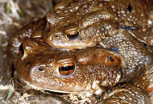 Praxismerkblatt für Amphibien im Wald 1. Arten permanenter Gewässer Die Erdkröte pflanzt sich von Februar bis März in verschiedenen Gewässern fort.