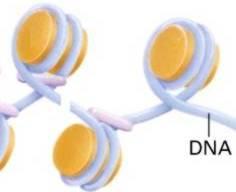 Reparaturzeit DNA-