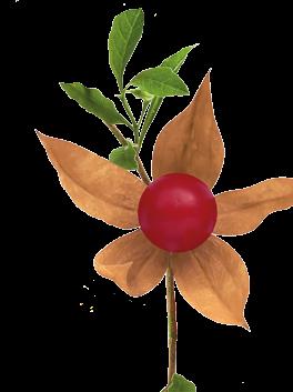 Ashwagandha Bewährte Heilpflanze der Ayurveda Ashwagandha (lat. Withania somnifera; auch bekannt als Winterkirsche oder Schlafbeere) ist eine der bedeutendsten Heilpflanzen der Ayurveda.