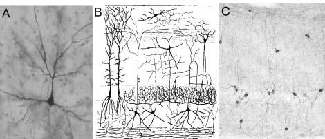 Encart 2 Interneurones et cellules pyramidales Dans le cortex cérébral et l hippocampe, on trouve deux types principaux de cellules nerveuses, les cellules pyramidales et les interneurones (Fig. 4).