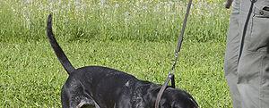 Luzerner Laufhund Gruppierung: Jagende Hunde,