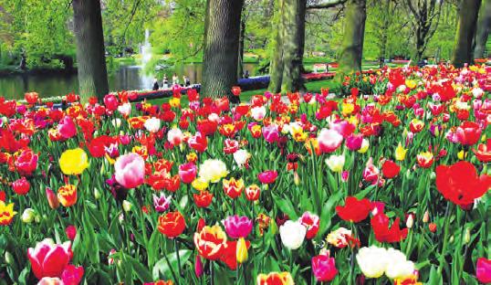 Historische Tulpensorten Zum 65-jährigen Bestehen blüht im Keukenhof ein Blumenzwiebelmosaik mit Amsterdamer Grachtenimpressionen, das 22 mal 13 Meter groß ist und aus 60.