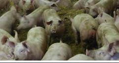 und Verbrauchern zur Schweinehaltung: Münsterland - Mecklenburg-Vorpommern
