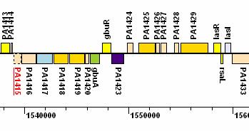 ERGEBNISSE 3.11 Das hals-gen ist in einem Operon organisiert Untersuchungen zur transkriptionalen Regulation des hals-gens in P.