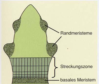 Blätter Entwicklung aus