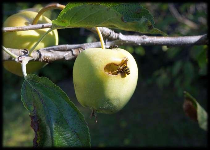 Unsere Vorfahren haben das Paradies für einen Apfel hergegeben. Was hätten sie erst für einen gefüllten Truthahn getan?