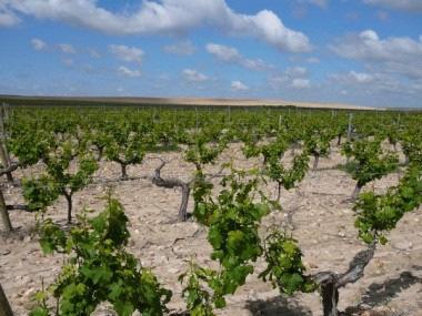 Traubensorte zu erhalten: der. Die Region Rueda besitzt aussergewöhnliche natürliche Ressourcen für die hochqualitative Weinproduktion.