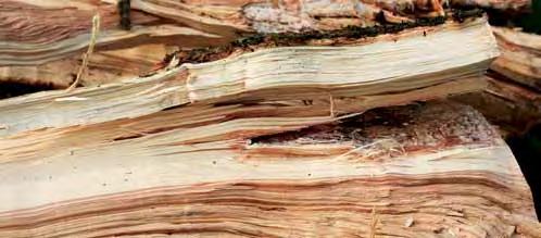 Wood cracker Biomasse Logistik Ernte > Ablage >