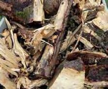 Zusätzliche Biomassemobilisierung durch die Ernte von Reststammholz.