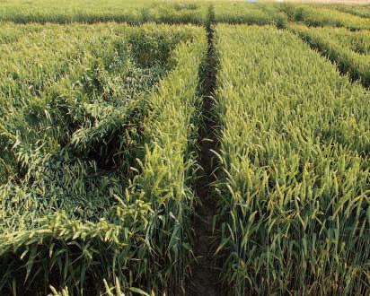 Getreide Wachstumsregler Empfehlungen zum Einsatz von Wachstumsregulatoren Durch das gezielte Zusammenspiel von Pflanzenschutz und Düngung sind Sie heute in der Lage, standortspezifische